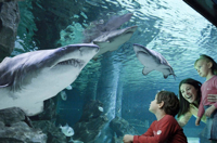 Aquarium Cattolica